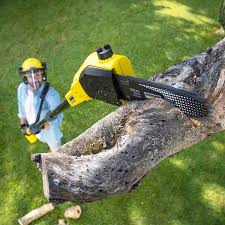 Best Arborist Consultation Services  in Sag Harbor, NY